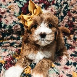 Yellow Girl - Red  female Goldendoodle puppy in Richmond, Kentucky from The Doting Doodle