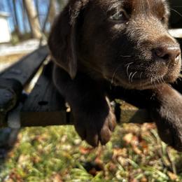 Labrador Retriever Puppies from Patton Premier Labs