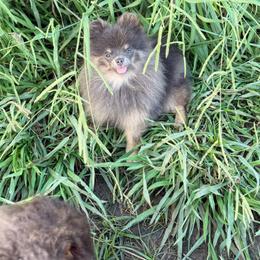 Luna - Blue and tan female Pomeranian puppy in Ector, Texas from BB Pomeranians