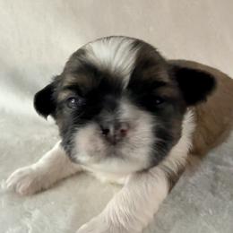 Clark Gable - Gold and white male Shih Tzu puppy in Winston Salem, North Carolina from Little Miracles Shih Tzu