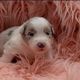 Australian Shepherd Puppies from Louvre Australian Shepherds