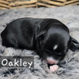 Oakley - Black & white female Miniature Australian Shepherd puppy in Paris, Texas from Blue Envy Mini Aussies