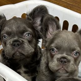 Luna - Blue female French Bulldog puppy in Wauseon, Ohio from Cutie Pied Fluffies