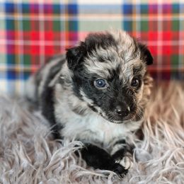 Rumpl - Black merle male Mudi puppy in Gatlinburg, Tennessee from Greenbrier