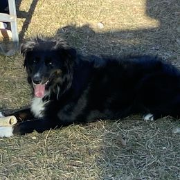 Motley - Australian Shepherd