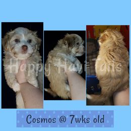 Havanese Puppies from Happy Havi Tails