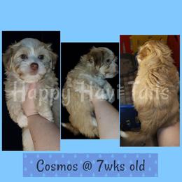 Havanese Puppies from Happy Havi Tails