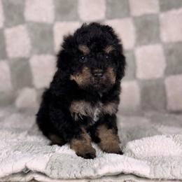 Americano - Tri-color male Bernedoodle puppy in Sweetwater, Florida from Sandy Snout Doodles