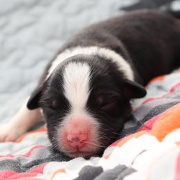 Rey - Black tri-color male Australian Shepherd puppy in Weatherford, Texas from Ridgestar Aussies