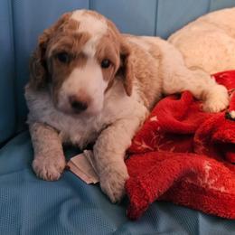 Blossom (red) - Parti female Poodle puppy in Snowflake, Arizona from TaylorMade Standard Poodles