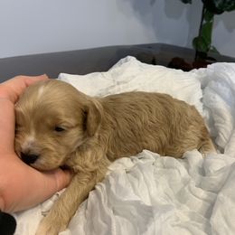 Cockapoo Puppies from Home Raised Cockapoos