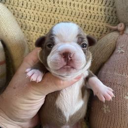 Hazel - Red female Boston Terrier puppy in Tampa, Florida from Bayshore Boston Terrier’s