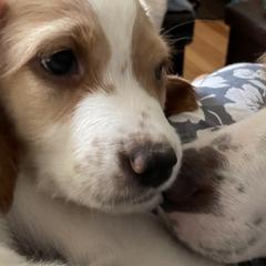 English Setter Puppies from Morgan-Hunter’s Pups