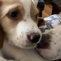 English Setter Puppies from Morgan-Hunter’s Pups