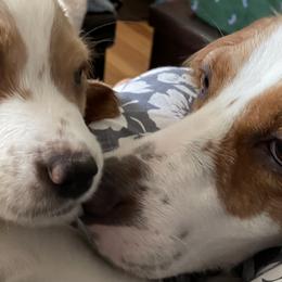 English Setter Puppies from Morgan-Hunter’s Pups
