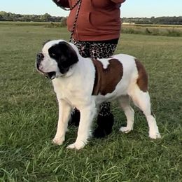 Stormi - Saint Bernard