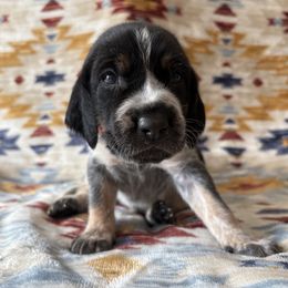Zoro - Blue ticked and tan male Bluetick Coonhound puppy in Mount Pleasant, Texas from Harmons Hounds