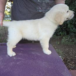 Girl 1 - Light golden female Golden Retriever puppy in Milton, Florida from Katherine's Golden Retrievers and Gordon Setters.