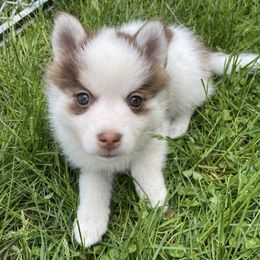 Bernedoodles and Pomskies from T-Rose’s Bernedoodle & Pomsky Puppies
