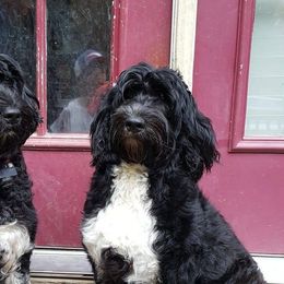 Portuguese Water Dogs from Driftwood Portuguese water dogs