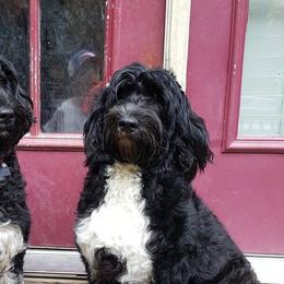Portuguese Water Dogs from Driftwood Portuguese water dogs
