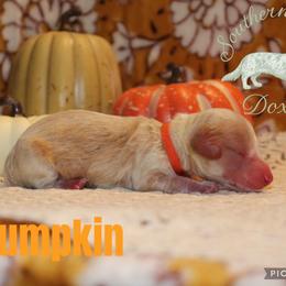 Pumpkin - Cream female Dachshund puppy in Franklinton, Louisiana from Southern Grace Doxies