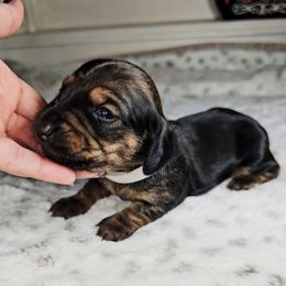 Luna Lovegood - Sable female Dachshund puppy in Rio Grande City, Texas from Hounds All Night
