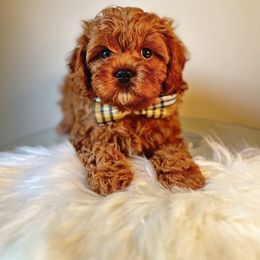 Cavapoo, Cockapoo, and Poodle Puppies from Benji’s Cockapoos