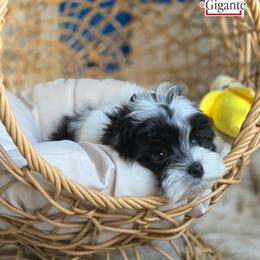 Jinu - Parti male Yorkshire Terrier puppy in California from Corazon de gigante