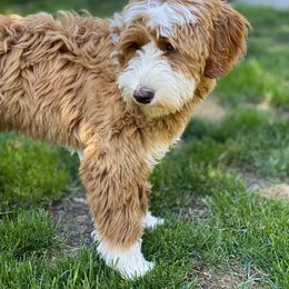 Australian Labradoodle Puppies from Cascade Canyon Labradoodles