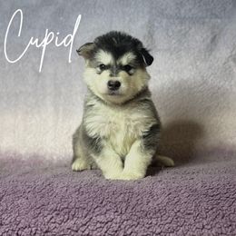 Cupid - Seal and white Alaskan Malamute puppy in Easton, Maryland from Stars Howl-O Kennels by FurEver Friends Inc