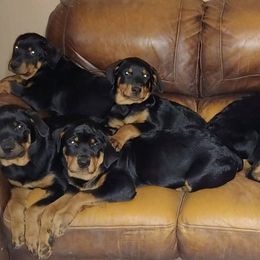 Rottweilers from Willies Rotts