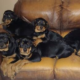 Rottweilers from Willies Rotts
