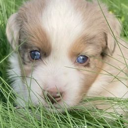 Aussiedoodles, Miniature Australian Shepherds, and Toy Australian Shepherds from Country Gals Aussies