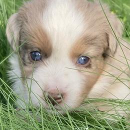 Aussiedoodles, Miniature Australian Shepherds, and Toy Australian Shepherds from Country Gals Aussies