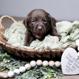 Labrador Retriever Puppies from AGL Retrievers
