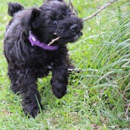 Cane Corso and Miniature Schnauzer Puppies from Brock’s Cane Corso & Miniature Schnauzers