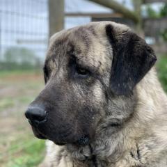 Capkin  - Anatolian Shepherd Dog