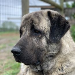 Capkin  - Anatolian Shepherd Dog