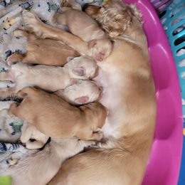 Cocker Spaniel Puppies from Sunshine Cocker Spaniel