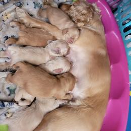 Cocker Spaniel Puppies from Sunshine Cocker Spaniel