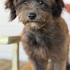 Bernedoodle, Sheepadoodle, and Whoodle Puppies from Wonderland’s Boujie Kennels