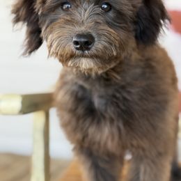 Bernedoodle, Sheepadoodle, and Whoodle Puppies from Wonderland’s Boujie Kennels