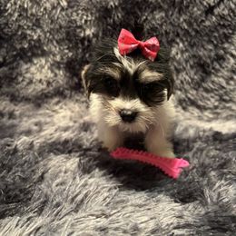 Precious - Parti female Yorkshire Terrier puppy in Brandenburg, Kentucky from Lil Amazing Paws Yorkshire Terriers