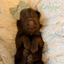 Mint Collar - Chocolate female Goldendoodle puppy in Blanchard, Oklahoma from Dream Doodles by Dondi