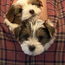 Yorkshire Terrier Puppies from Sharon Johnson