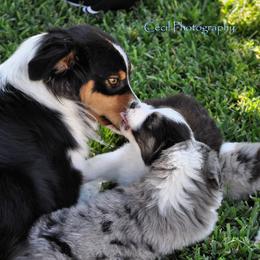 Australian Shepherd Puppies from Dovehawk Australian Shepherds