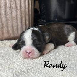 Randy - Black gold and white male Cavatzu puppy in Oklahoma from Rocky Oak Cavaliers & Biewer Terriers LLC