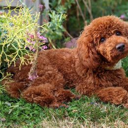 Goldendoodle and Poodle All Grown Up from East Valley Pups