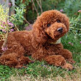 Goldendoodle and Poodle All Grown Up from East Valley Pups
